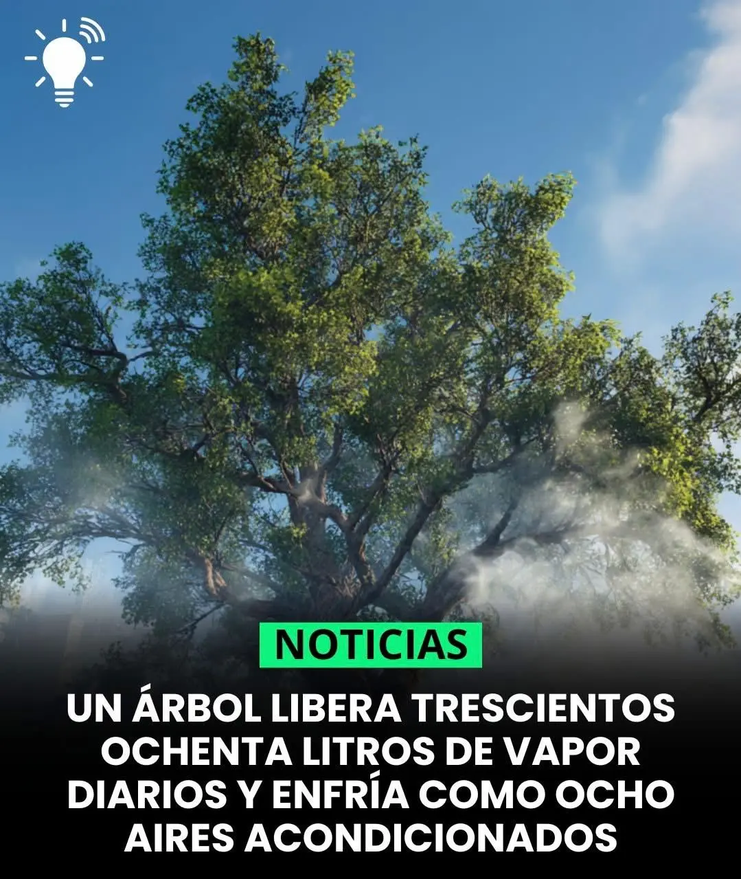 Sembrar árboles es sembrar vida. Cada árbol que nace purifica el aire, protege el suelo, atrae la lluvia y da hogar a miles de especies. Son guardianes silenciosos que refrescan el planeta y nos regalan sombra, alimento y esperanza. En un mundo herido por la deforestación y el cambio climático, plantar un árbol es un acto de amor, de conciencia y de futuro. Porque en cada semilla hay una promesa de equilibrio… y una nueva oportunidad para la vida.