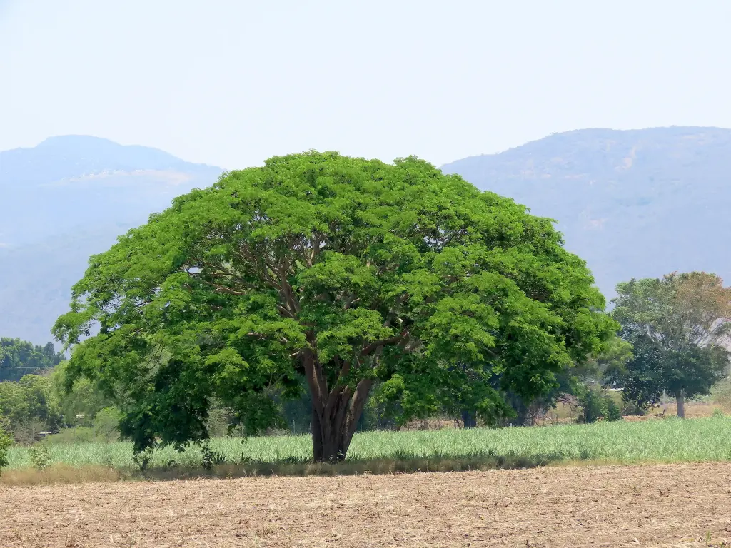 PIÑON 