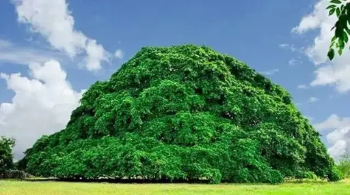 HIGUERON 